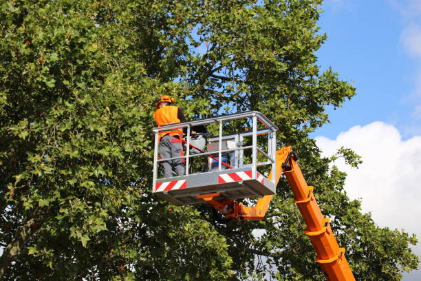 Reliable Montz, LA Tree Services Solutions