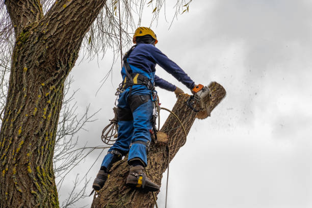 How Our Tree Care Process Works  in  Montz, LA