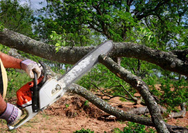 Best Tree Removal  in Montz, LA